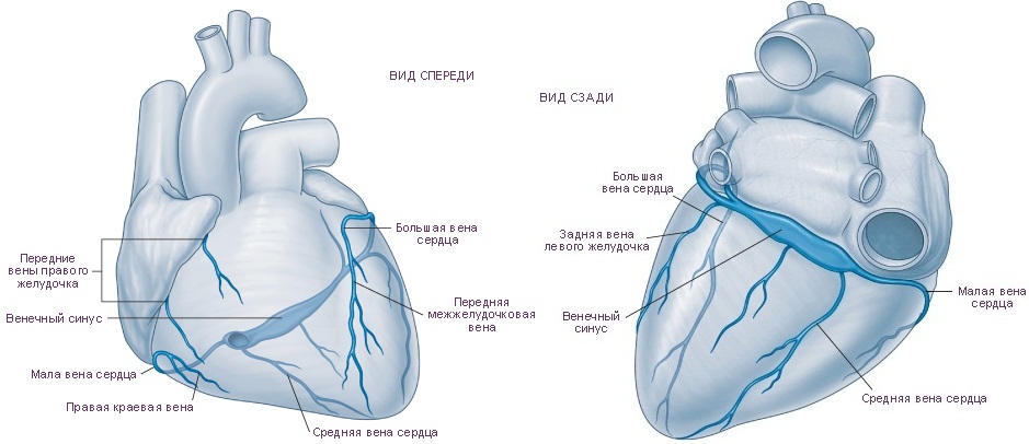 Вены сердца схема