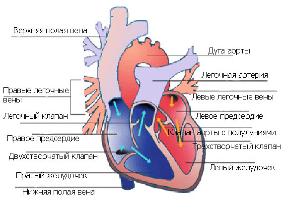 Две верхние полые вены. Верхняя полая Вена анатомия сердца. Верхняя и нижняя полая Вена сердце. Строение сердца верхняя полая Вена. Верхние и нижние полые вены сердца.